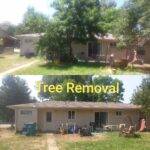 Fort Collins Tree Removal Professional Service