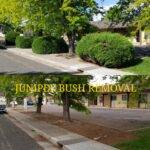 Fort Collins Juniper Bush Removal Before and After