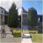 Before and after tree trimming service in Loveland by Fort Collins Junk Removal and Demo. Professional, affordable tree care for local homes.