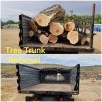 Windsor CO tree removal and log hauling service with large tree debris loaded for hauling.