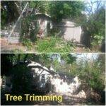 Windsor tree trimming and brush cleanup by Fort Collins Junk Removal and Demo.