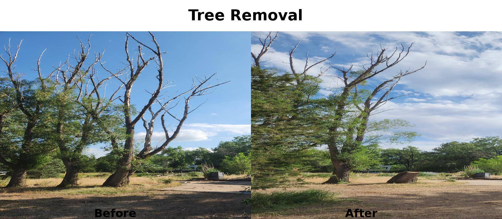 Tree removal before and after