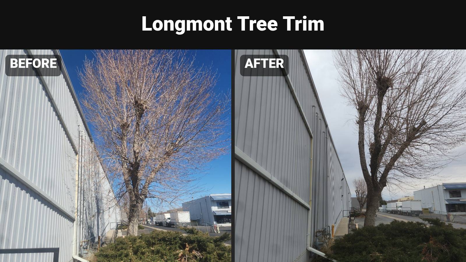 Tree trimming before and after