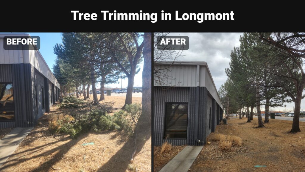 Tree trimming before and after