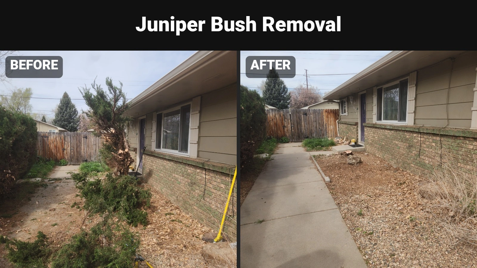 Juniper Bush Removal in Fort Collins, before and after