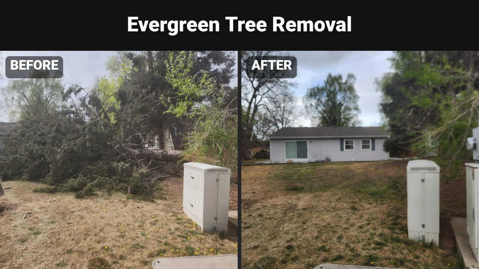 Tree Removal before and after in Fort Collins