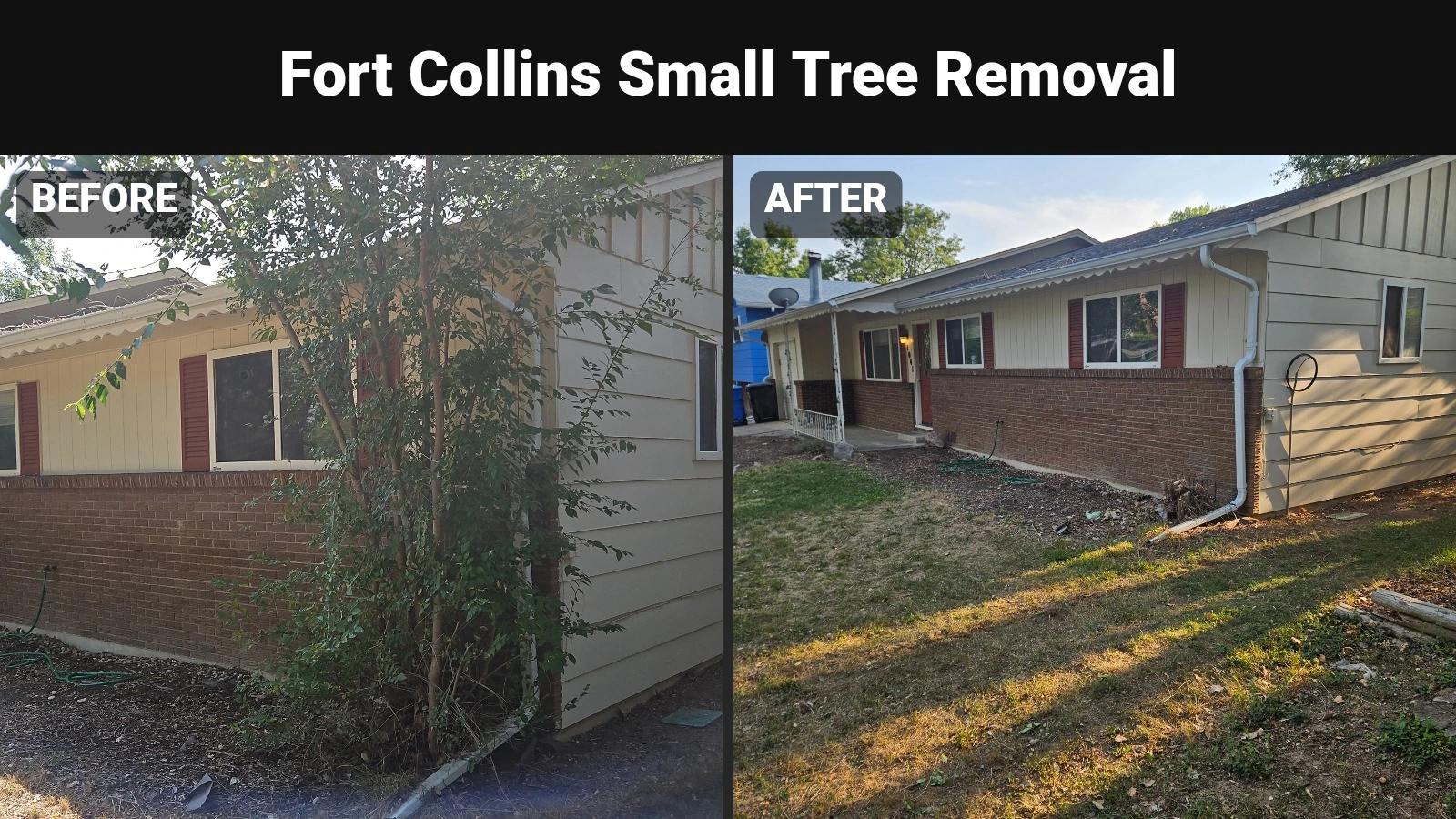 Small Tree Removal in Fort Collins, before and after